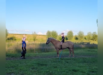 NRPS Mix, Gelding, 15 years, 14 hh, Palomino