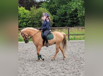 NRPS Mix, Gelding, 15 years, 14 hh, Palomino