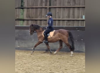 NRPS, Gelding, 16 years, 14,1 hh, Chestnut