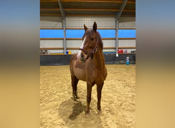 NRPS, Gelding, 17 years, 14.1 hh, Chestnut-Red