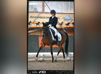 NRPS, Gelding, 17 years, 14.2 hh, Bay-Dark