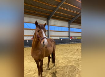 NRPS, Gelding, 17 years, 14,1 hh, Chestnut-Red