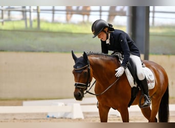 NRPS, Gelding, 17 years, 14,2 hh, Bay-Dark