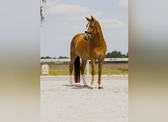 NRPS, Gelding, 18 years, 14.2 hh, Sorrel