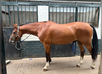 NRPS Mix, Gelding, 19 years, 15 hh, Brown