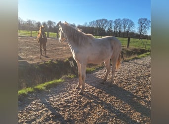 NRPS, Gelding, 2 years, 14.2 hh, Perlino