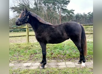 NRPS, Gelding, 2 years, 14,2 hh, Dun