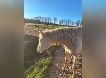 NRPS, Gelding, 2 years, 14,2 hh, Perlino