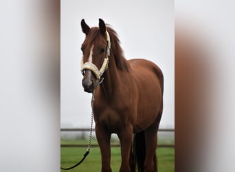 NRPS, Gelding, 2 years, 15,1 hh, Chestnut-Red