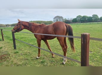 NRPS, Gelding, 2 years, 15 hh, Chestnut-Red