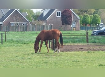 NRPS, Gelding, 2 years, 15 hh, Chestnut-Red