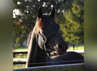 NRPS, Gelding, 3 years, 13,1 hh, Smoky-Black