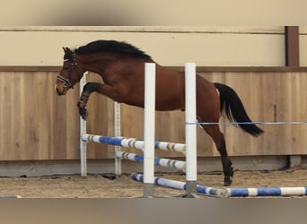 NRPS, Gelding, 3 years, 13.3 hh, Brown