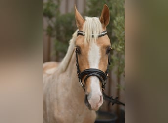 NRPS, Gelding, 3 years, 13.3 hh, Palomino