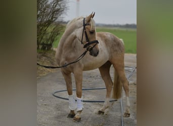 NRPS, Gelding, 3 years, 13.3 hh, Palomino