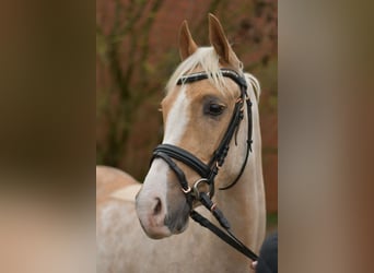 NRPS, Gelding, 3 years, 13.3 hh, Palomino