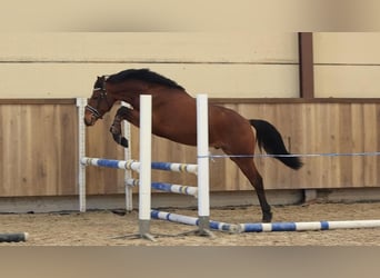 NRPS, Gelding, 3 years, 13,3 hh, Brown