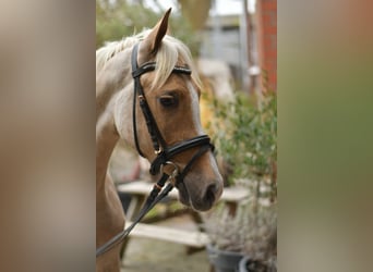 NRPS, Gelding, 3 years, 13,3 hh, Palomino