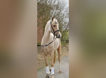 NRPS, Gelding, 3 years, 13,3 hh, Palomino
