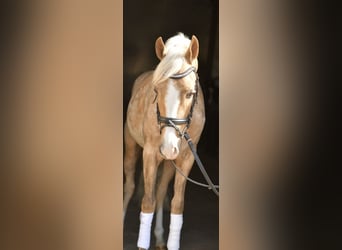 NRPS, Gelding, 3 years, 13,3 hh, Palomino