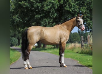 NRPS, Wallach, 3 Jahre, 14,1 hh, Buckskin