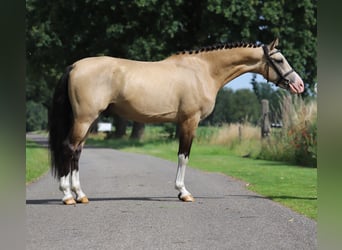 NRPS, Gelding, 3 years, 14,1 hh, Buckskin