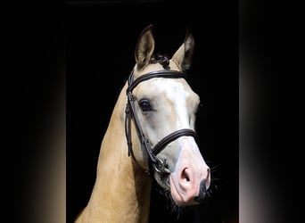 NRPS, Wallach, 3 Jahre, 14,1 hh, Buckskin