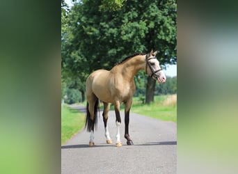 NRPS, Wallach, 3 Jahre, 14,1 hh, Buckskin