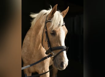 NRPS, Gelding, 3 years, 14.1 hh, Palomino