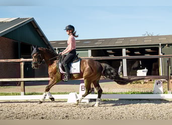 NRPS, Gelding, 3 years, 14.2 hh, Smoky-Black NRPS, Gelding, 3 years, 14.2 hh, Smoky-Black