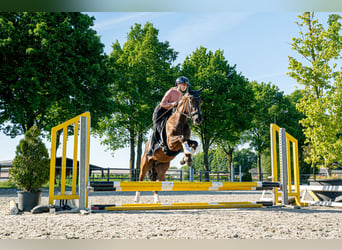 NRPS, Gelding, 3 years, 14.2 hh, Smoky-Black NRPS, Gelding, 3 years, 14.2 hh, Smoky-Black