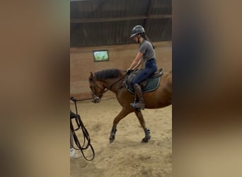 NRPS Mix, Gelding, 3 years, 14.3 hh, Brown