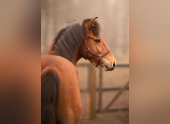 NRPS Mix, Gelding, 3 years, 14.3 hh, Brown