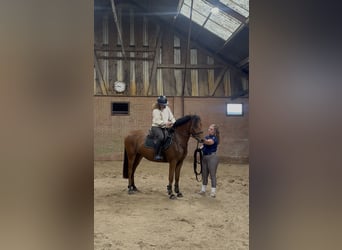 NRPS Mix, Gelding, 3 years, 14.3 hh, Brown