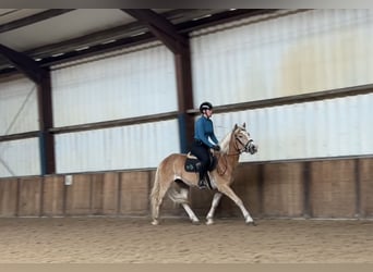 NRPS, Wallach, 3 Jahre, 14,3 hh, Palomino