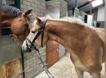 NRPS, Wallach, 3 Jahre, 14,3 hh, Palomino