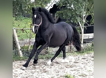NRPS, Gelding, 3 years, 14 hh, Black