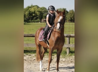 NRPS, Gelding, 3 years, 14,1 hh, Chestnut
