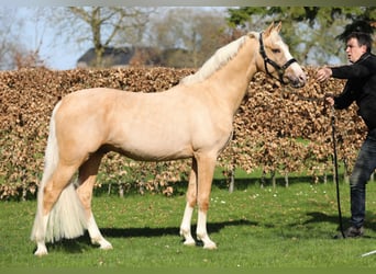 NRPS, Gelding, 3 years, 14,1 hh, Palomino