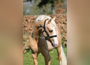NRPS, Gelding, 3 years, 14,1 hh, Palomino