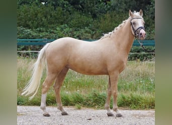 NRPS, Gelding, 3 years, 14,1 hh, Palomino