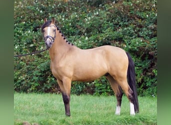 NRPS, Gelding, 3 years, 14,1 hh, Red Dun