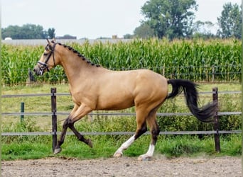 NRPS, Gelding, 3 years, 14,1 hh, Red Dun