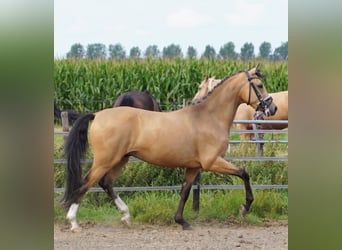 NRPS, Gelding, 3 years, 14,1 hh, Red Dun