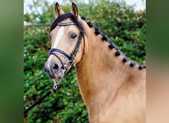 NRPS, Gelding, 3 years, 14,1 hh, Red Dun