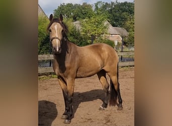 NRPS, Gelding, 3 years, 15,1 hh, Dun
