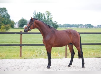 NRPS, Gelding, 3 years, 15,3 hh, Brown