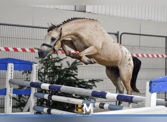 NRPS, Gelding, 4 years, 13,3 hh, Leopard-Piebald