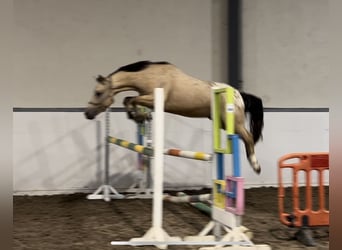 NRPS, Gelding, 4 years, 13,3 hh, Dun