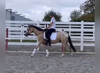 NRPS, Gelding, 4 years, 13,3 hh, Dun